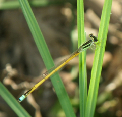 Ischnura rubilio