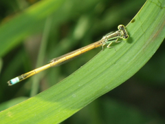 Ischnura rubilio