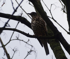 Turdus viscivorus