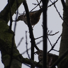 Turdus viscivorus