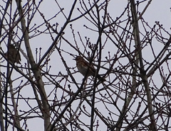 Turdus iliacus