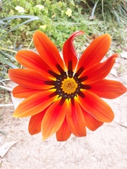 Gazania × splendens