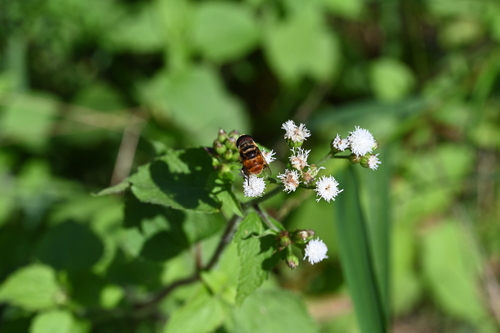 Phytomia errans