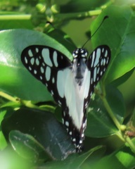 Graphium morania