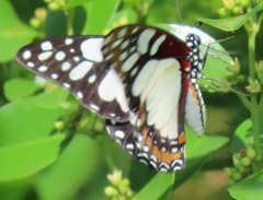Graphium morania
