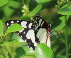 Graphium morania
