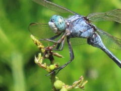 Orthetrum machadoi