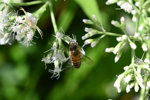 Asian Honey Bee
