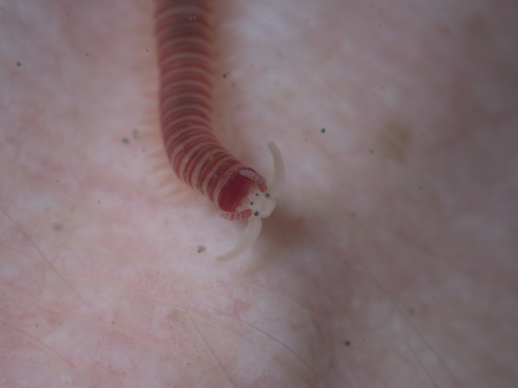 Candy-striped Polychaete