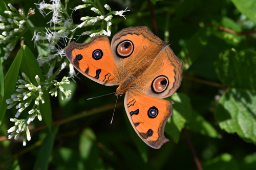 Peacock Pansy