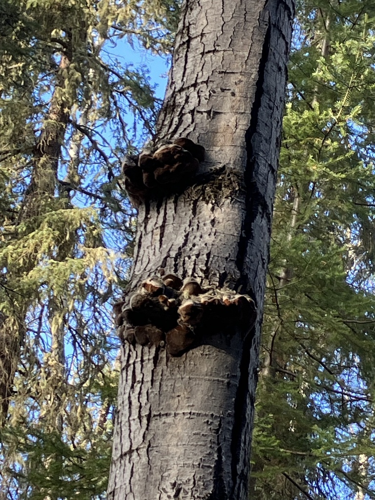 Phellinus tremulae · November 2025 · photo: © noam_chimpsky (iNaturalist, cc0)