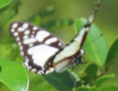 Graphium morania