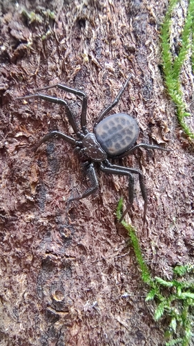 Vectius niger
