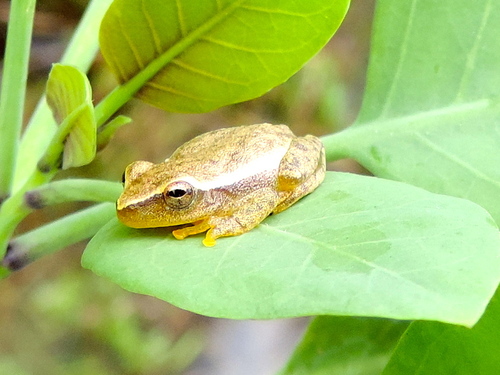 Tlalocohyla smithii
