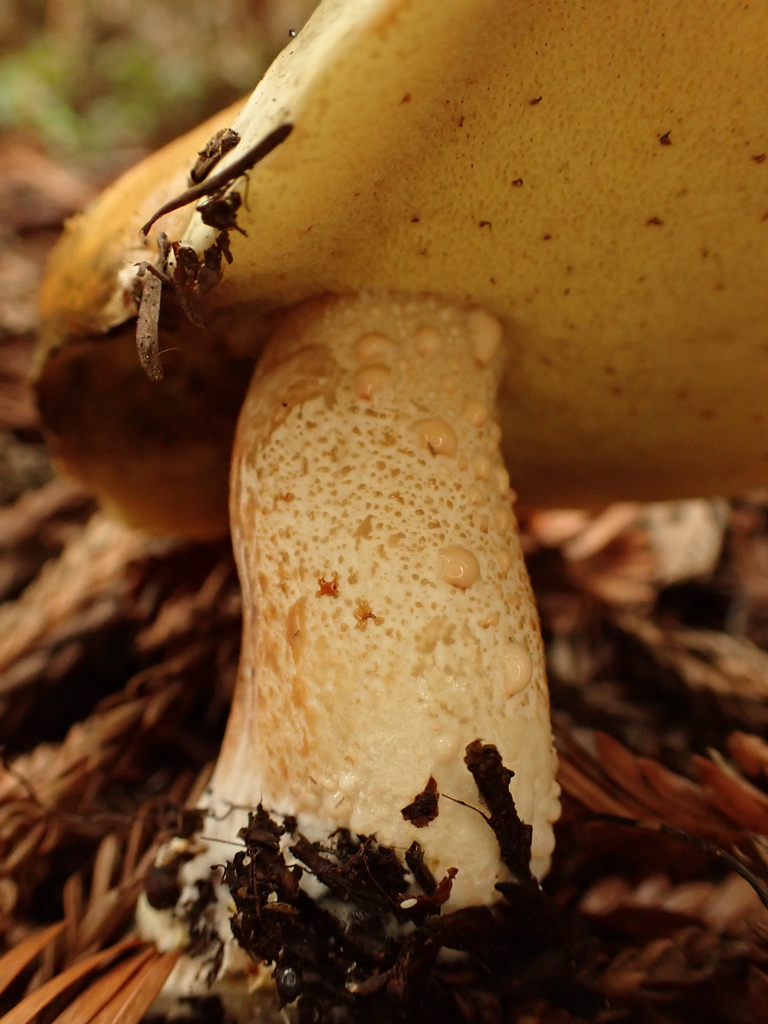 Suillus pungens · November 2025 · photo: © reago (iNaturalist, cc-by)