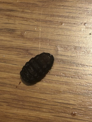 Unknown species found near Horse Pond Rd, Madison, CT, US