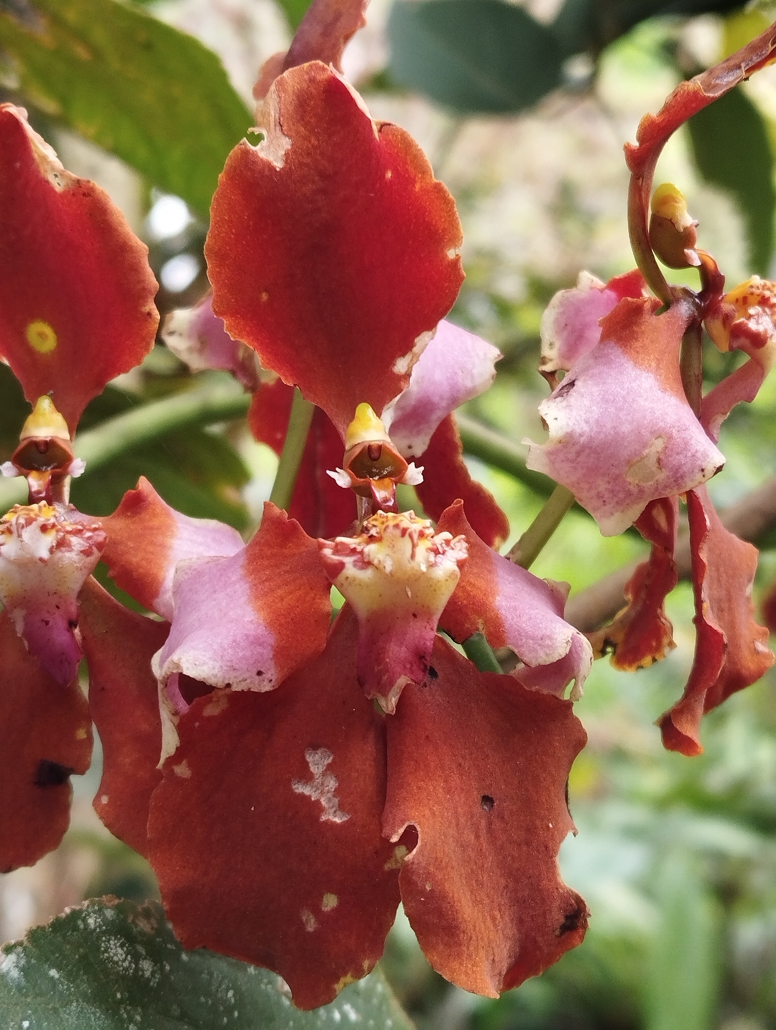 Cyrtochilum pastasae Dalström 2