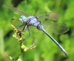Orthetrum machadoi