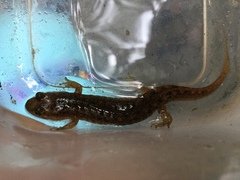 Desmognathus fuscus