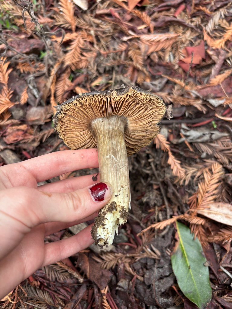 Entoloma medianox · November 2025 · photo: © reago (iNaturalist, cc-by)