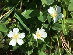 Potentilla montana