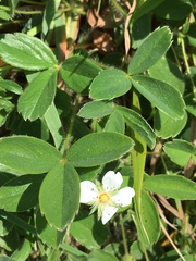 Potentilla montana
