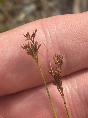spreading beaksedge (Rhynchospora divergens)