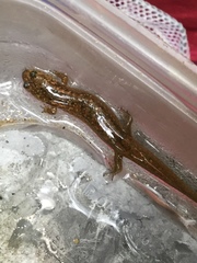 Desmognathus fuscus