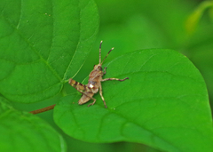 Agriacris