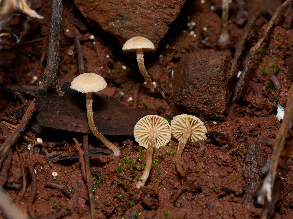 Tubaria sp. 'conspersa-PNW02' · November 2025 · photo: © thehyphaemovement (iNaturalist, cc-by-nc)