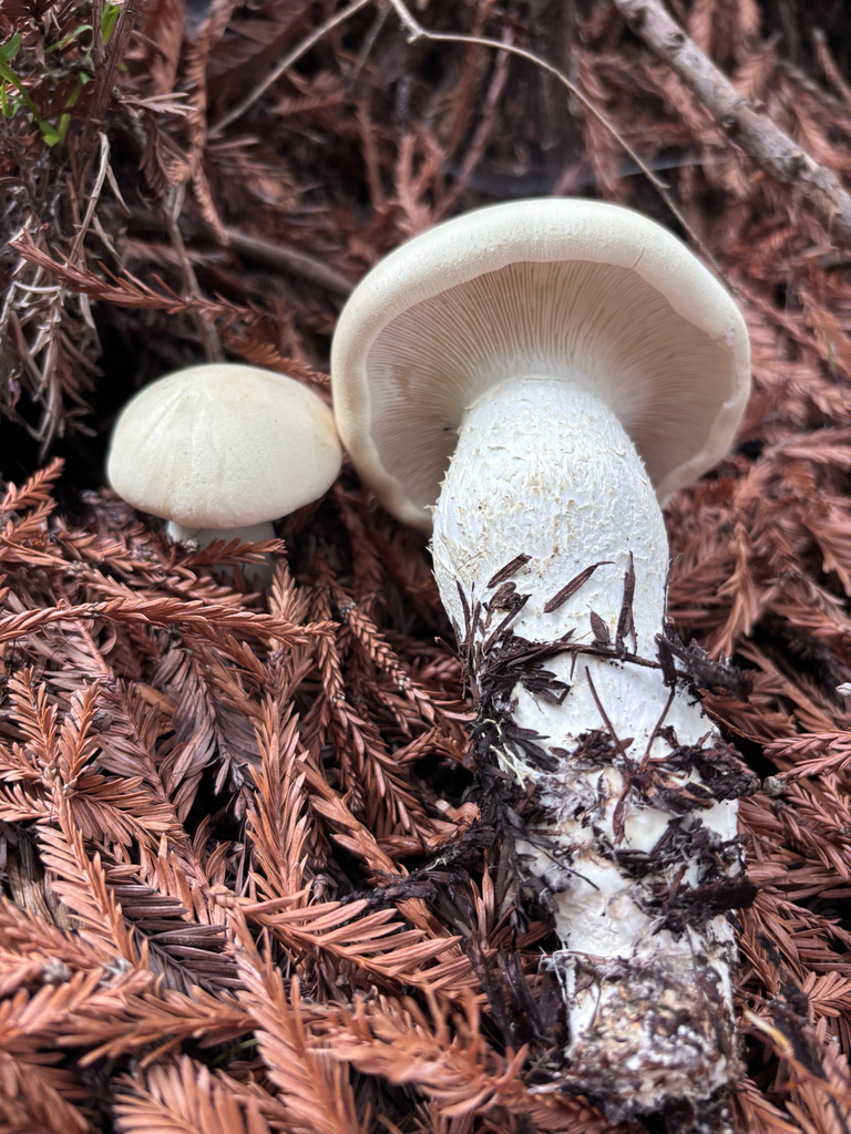 Leucopaxillus albissimus · November 2025 · photo: © reago (iNaturalist, cc-by)