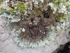 Parmelia serrana