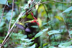 Lampornis amethystinus