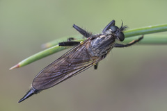 Didysmachus picipes