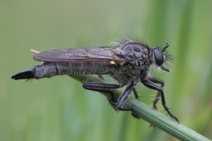 Didysmachus picipes