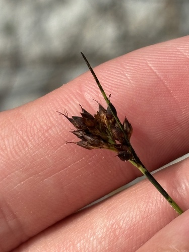 Pine Barren Beaksedge (Rhynchospora pineticola)