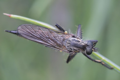 Didysmachus picipes