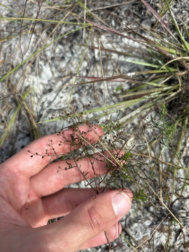 Sandhill Pinweed (Lechea torreyi)