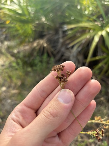 Small's Beaksedge (Rhynchospora globularis)