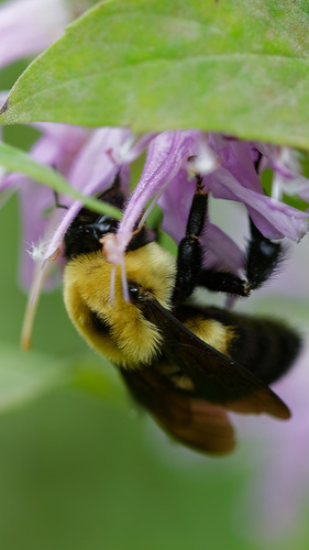 Brown-belted Bumble Bee photographed in Iowa