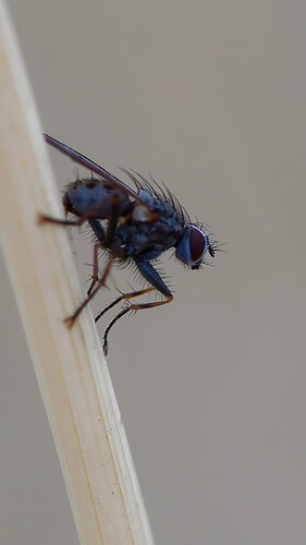 Unknown species found near South Jordan, UT, USA