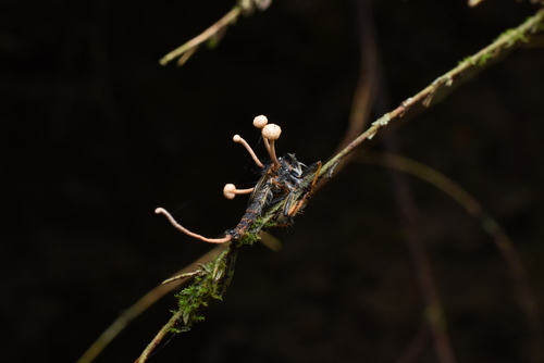Ophiocordyceps dipterigena (Berk. & Broome) G.H.Sung, J.M.Sung, Hywel-Jones & Spatafora