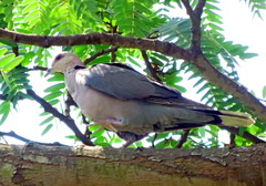 Streptopelia semitorquata