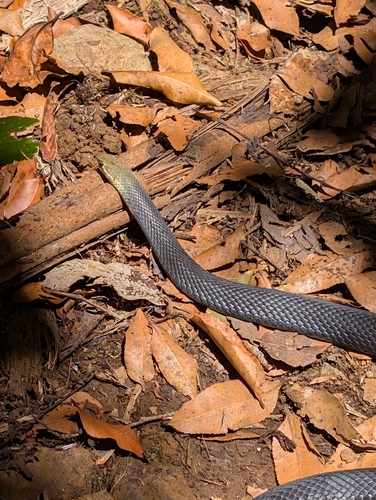 Marsh Snake sighting