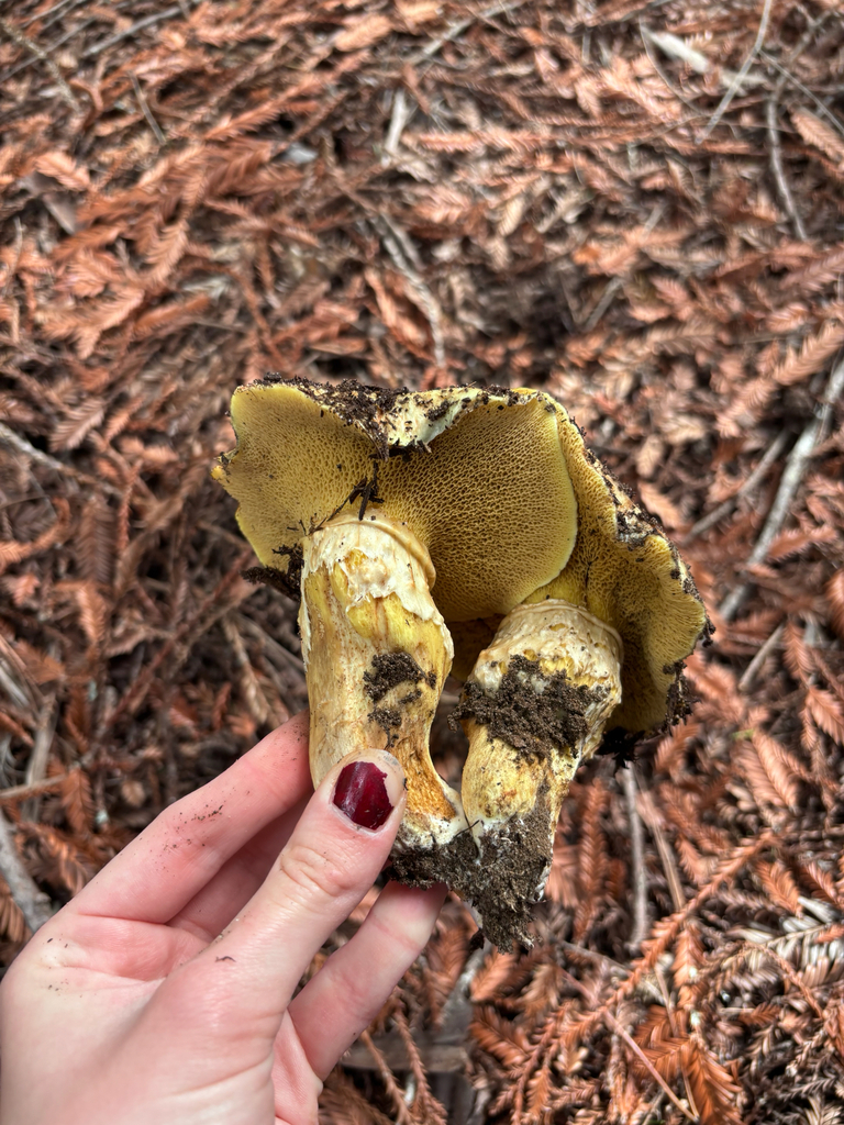 Suillus caerulescens · November 2025 · photo: © reago (iNaturalist, cc-by)