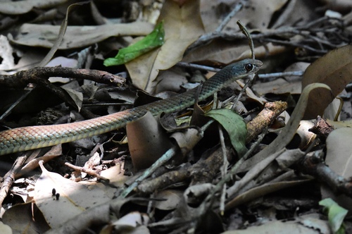 Yellow-faced Whipsnake sighting