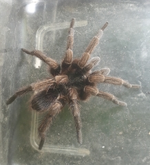 Cyclosternum schmardae