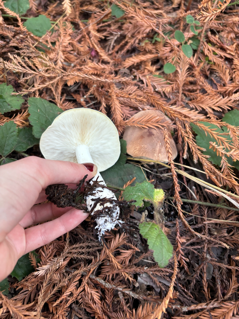 Leucopaxillus gentianeus · November 2025 · photo: © reago (iNaturalist, cc-by)