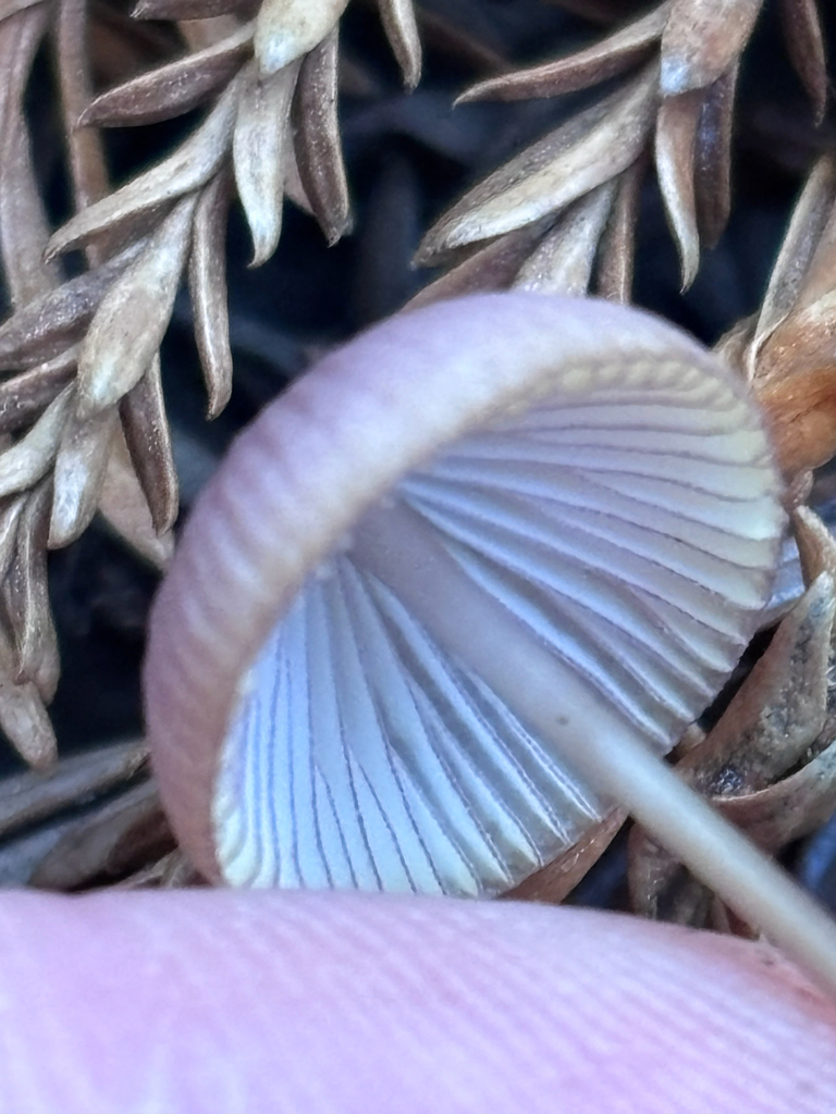 Mycena purpureofusca · November 2025 · photo: © reago (iNaturalist, cc-by)