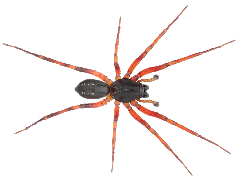 Battalus microspinosus